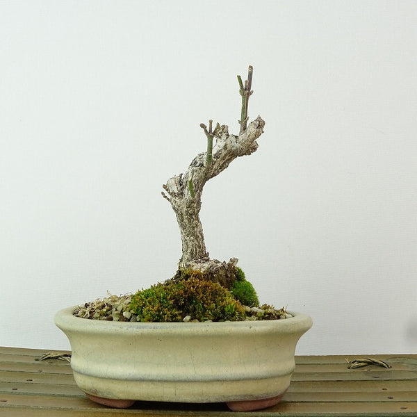 盆栽 真弓 樹高 約11cm まゆみ Euonymus sieboldianus マユミ ニシキギ科 落葉広葉樹 観賞用 小品 t1198414101