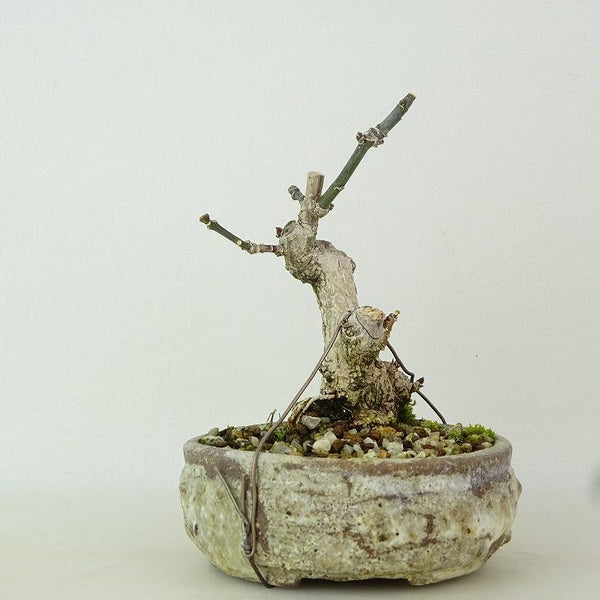 盆栽 真弓 樹高 約10cm まゆみ Euonymus sieboldianus マユミ ニシキギ科 落葉広葉樹 観賞用 小品 g1198417185