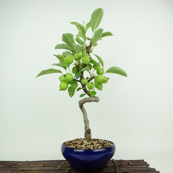 盆栽 姫林檎 姫国光 樹高 約40cm ひめりんご Malus prunifolia ヒメリンゴ バラ科 リンゴ属 落葉樹 観賞用 m1198411060