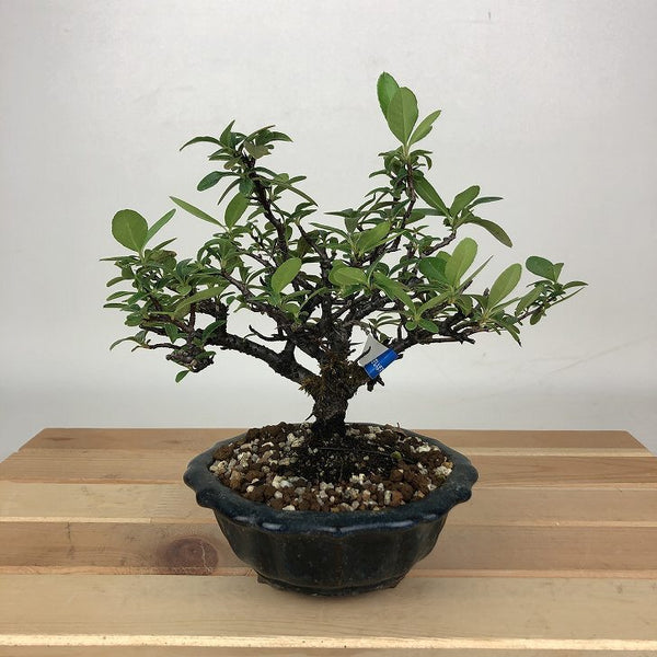 盆栽 ピラカンサ 樹高 約16cm Pyracantha バラ科 常緑樹 観賞用 小品 t1198407278