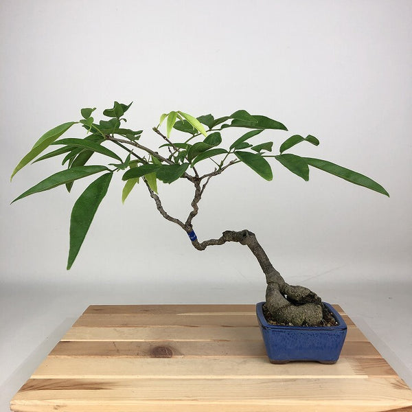 盆栽 藤 台湾サッコウフジ 樹高 約25cm Millettiareticulata ふじ つる性 マメ科 ナツフジ属 落葉樹 観賞用 j1198417515