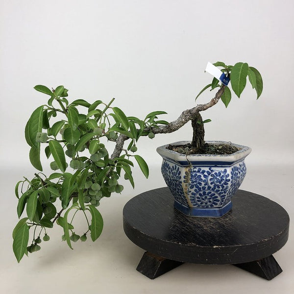 盆栽 真弓 樹高 上下 約20cm まゆみ Euonymus sieboldianus マユミ ニシキギ科 落葉広葉樹 観賞用 小品 m1198412455