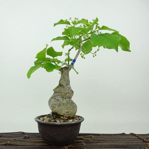 盆栽 真弓 樹高 約24cm まゆみ Euonymus sieboldianus マユミ ニシキギ科 落葉広葉樹 観賞用 w1198415150