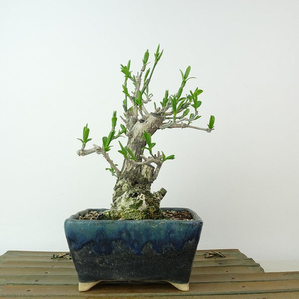 盆栽 真弓 樹高 約17cm まゆみ Euonymus sieboldianus マユミ ニシキギ科 落葉広葉樹 観賞用 小品 c1198407886