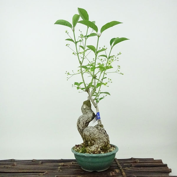 盆栽 真弓 樹高 約32cm まゆみ Euonymus sieboldianus マユミ ニシキギ科 落葉広葉樹 観賞用 p1198419017