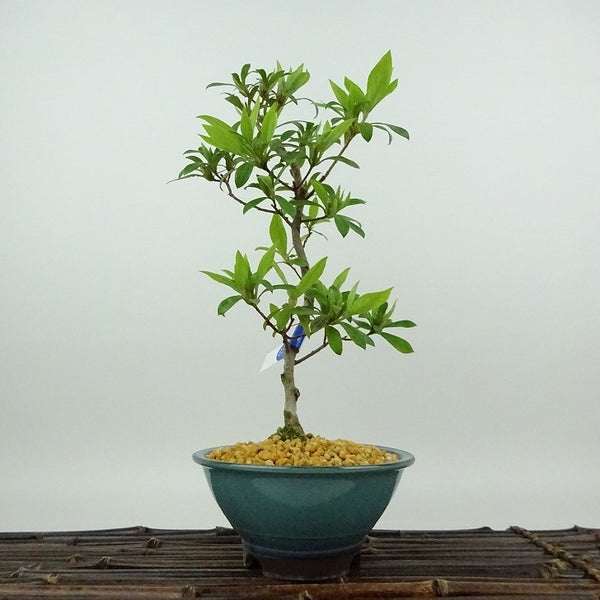 盆栽 皐月 海ほたる 樹高 約24cm さつき Rhododendron indicum サツキ ツツジ科 常緑樹 観賞用 b1198423913