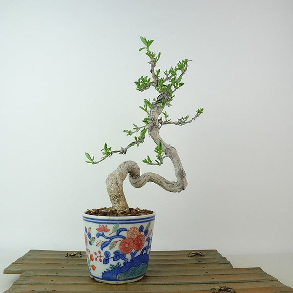 盆栽 真弓 樹高 約24cm まゆみ Euonymus sieboldianus マユミ ニシキギ科 落葉広葉樹 観賞用 u1198430806
