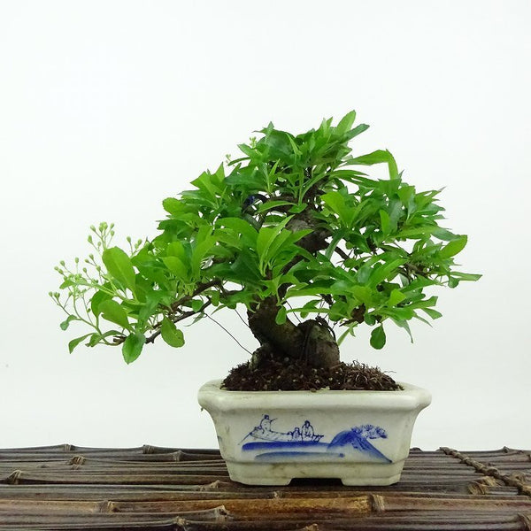盆栽 ピラカンサ 樹高 約16cm Pyracantha バラ科 常緑樹 観賞用 小品 p1198420465