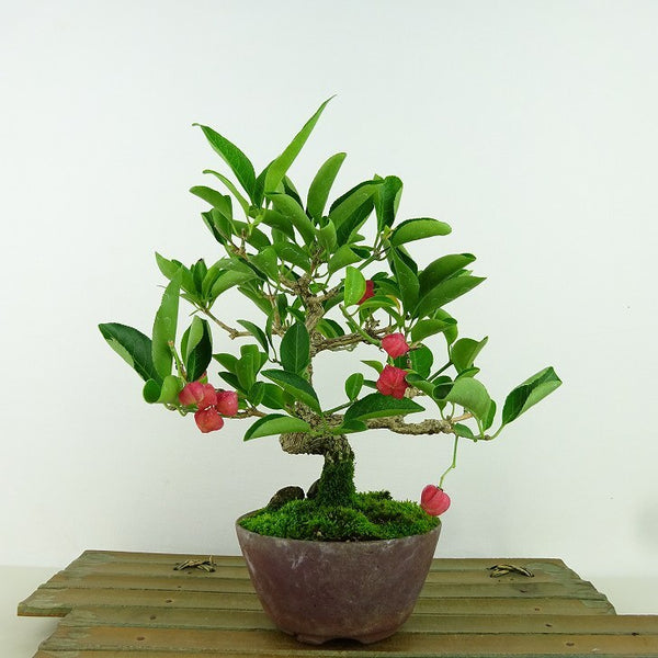 盆栽 真弓 樹高 約18cm まゆみ Euonymus sieboldianus マユミ 実物 赤 紅葉 ニシキギ科 落葉広葉樹 観賞用 小品 m1198410011