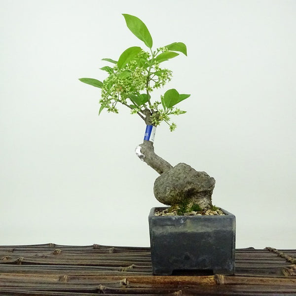 盆栽 真弓 樹高 約20cm まゆみ Euonymus sieboldianus マユミ ニシキギ科 落葉広葉樹 観賞用 小品 f1198415551