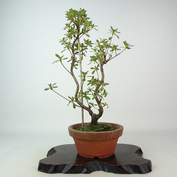 盆栽 皐月 鼓の舞 樹高 約29cm さつき Rhododendron indicum サツキ ツツジ科 常緑樹 観賞用 f1198415753