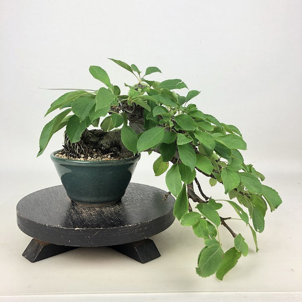 盆栽 姫林檎 樹高 上下 約20cm ひめりんご Malus prunifolia ヒメリンゴ 懸崖 バラ科 リンゴ属 落葉樹 観賞用 小品 n1198408036