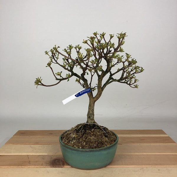 盆栽 皐月 樹高 約21cm さつき Rhododendron indicum サツキ ツツジ科 常緑樹 観賞用 o1198421396