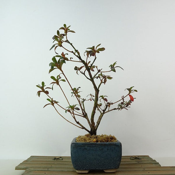 盆栽 皐月 歓喜天 樹高 約21cm さつき Rhododendron indicum サツキ ツツジ科 常緑樹 観賞用 r1198405284