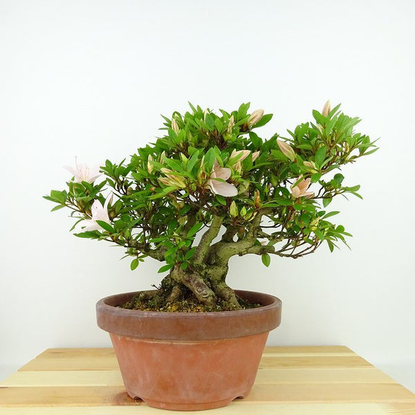 盆栽 皐月 晃山 樹高 約20cm さつき Rhododendron indicum サツキ ツツジ科 常緑樹 観賞用 小品 w1198415200