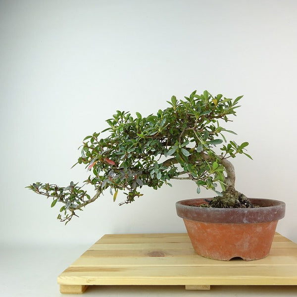 盆栽 皐月 朝桜 樹高 約18cm さつき Rhododendron indicum サツキ ツツジ科 常緑樹 観賞用 小品 m1198407333