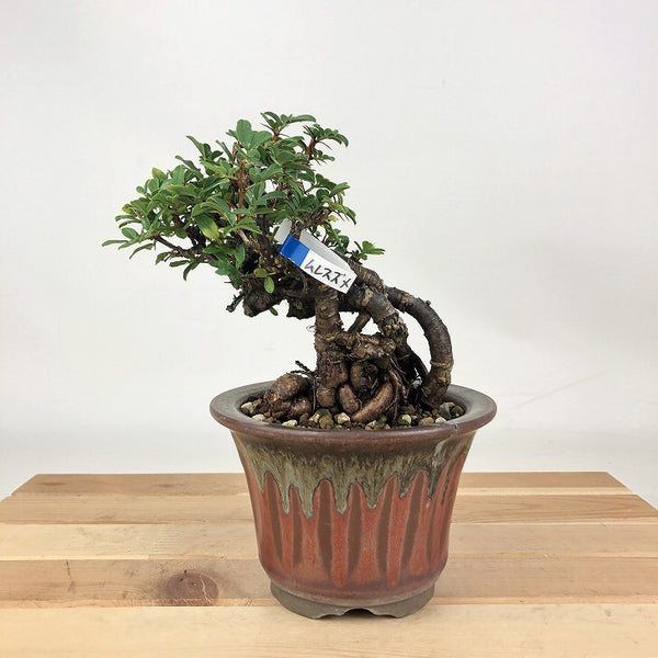 盆栽 群雀 樹高 約12cm むれすずめ Caragana sinica ムレスズメ マメ科 ムレスズメ属 落葉低木 観賞用 小品 r1198409011