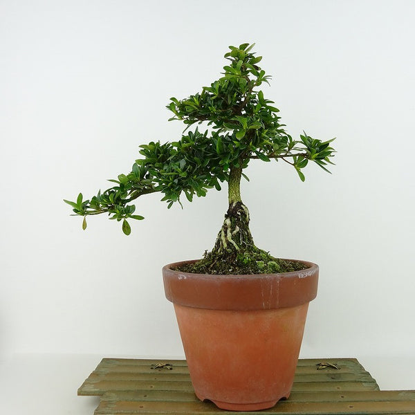 盆栽 皐月 明美の月 樹高 約20cm さつき Rhododendron indicum サツキ ツツジ科 常緑樹 観賞用 小品 g1198421269