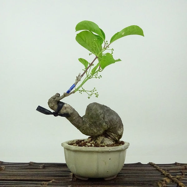 盆栽 真弓 樹高 約18cm まゆみ Euonymus sieboldianus マユミ ニシキギ科 落葉広葉樹 観賞用 小品 r1198410853