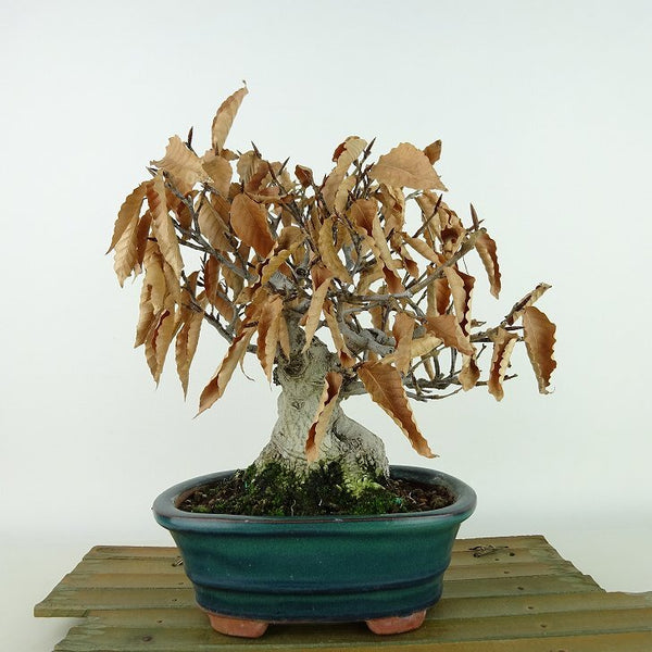 盆栽 山毛欅 ぶな 樹高 約21cm Fagus crenata ブナ ブナ科 落葉樹 観賞用 t1198406831