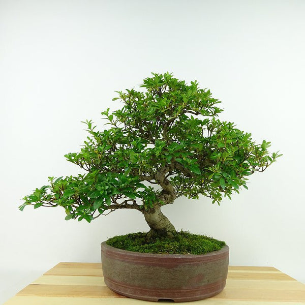 盆栽 皐月 桃太郎 樹高 約25cm さつき Rhododendron indicum サツキ ツツジ科 常緑樹 観賞用 j1198413135