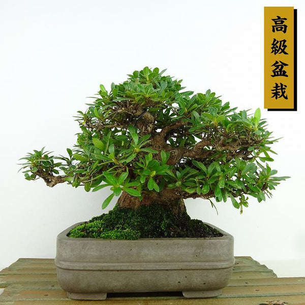 盆栽 皐月 大盃 樹高 約16cm さつき 高級盆栽 Rhododendron indicum サツキ ツツジ科 常緑樹 観賞用 小品 j1198414572