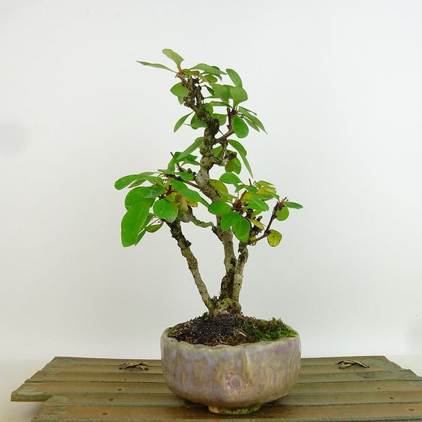 盆栽 目木 樹高 約20cm めぎ Berberis thunbergii メギ メギ科 落葉樹 観賞用 小品 b1198418041