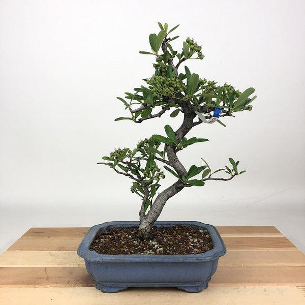 盆栽 ピラカンサ 樹高 約23cm Pyracantha バラ科 常緑樹 観賞用 s1198407949
