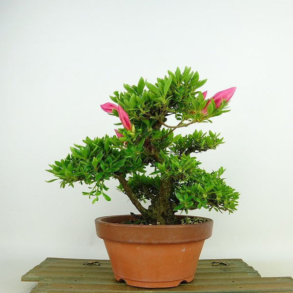 盆栽 皐月 明美の月 樹高 約16cm さつき Rhododendron indicum サツキ ツツジ科 常緑樹 観賞用 小品 g1198420960