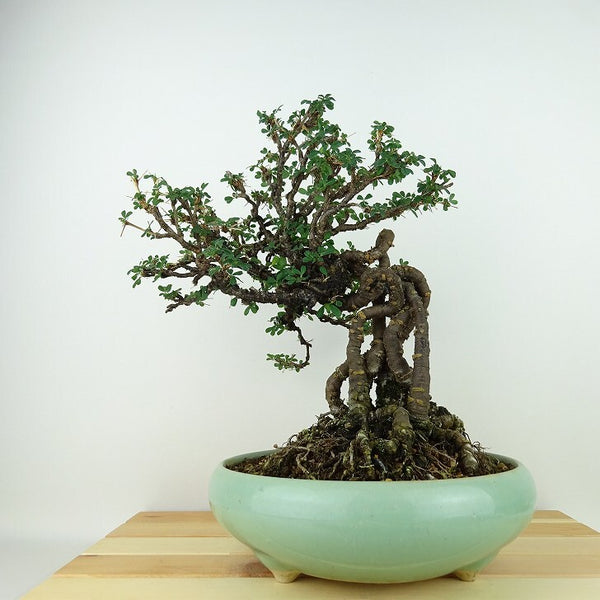 盆栽 群雀 樹高 約28cm むれすずめ Caragana sinica ムレスズメ マメ科 ムレスズメ属 落葉低木 観賞用 c1198410365