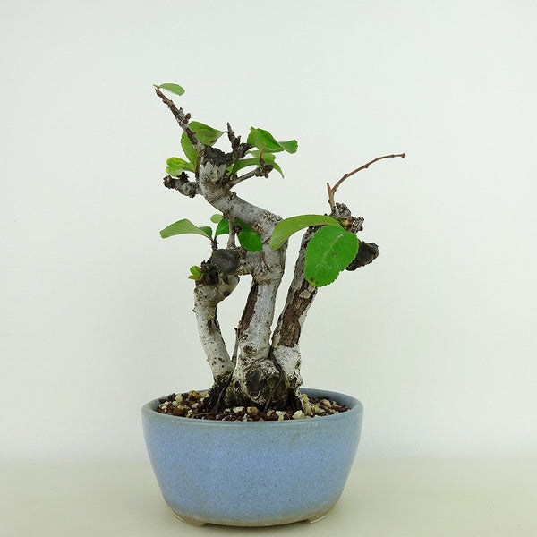 盆栽 木瓜 樹高 約16cm ぼけ Chaenomeles speciosa ボケ 白バラ科 ボケ属 落葉樹 観賞用 小品 o1198421534