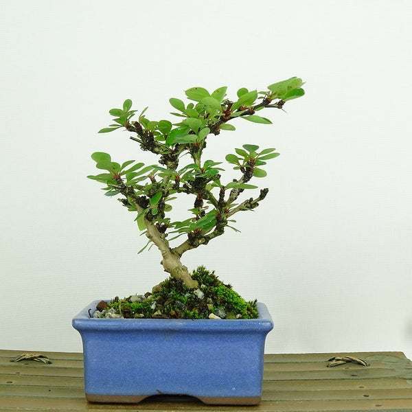 盆栽 目木 樹高 約12cm めぎ Berberis thunbergii メギ メギ科 落葉樹 観賞用 小品 s1198415216