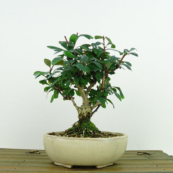 盆栽 目木 樹高 約14cm めぎ Berberis thunbergii メギ メギ科 落葉樹 観賞用 小品 d1198419397