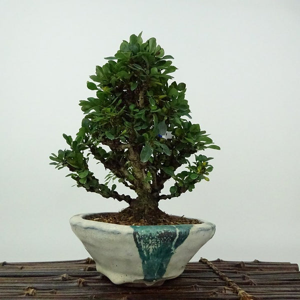 盆栽 目木 樹高 約17cm めぎ Berberis thunbergii メギ メギ科 落葉樹 観賞用 小品 w1198411619