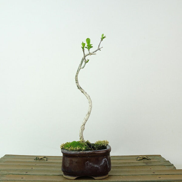 盆栽 真弓 樹高 約16cm まゆみ Euonymus sieboldianus マユミ ニシキギ科 落葉広葉樹 観賞用 小品 s1198415812
