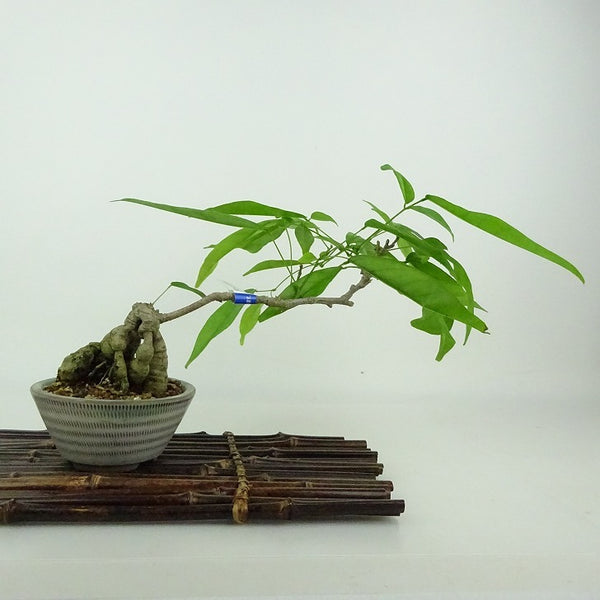 盆栽 藤 台湾サッコウフジ 樹高 約16cm Millettiareticulata ふじ つる性 マメ科 ナツフジ属 落葉樹 観賞用 小品 t1198411912