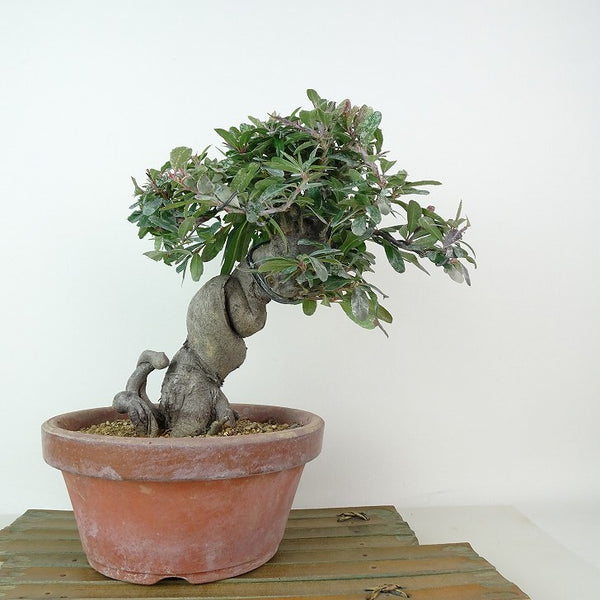 盆栽 ピラカンサ 樹高 約22cm Pyracantha 赤 バラ科 常緑樹 観賞用 e1198411233