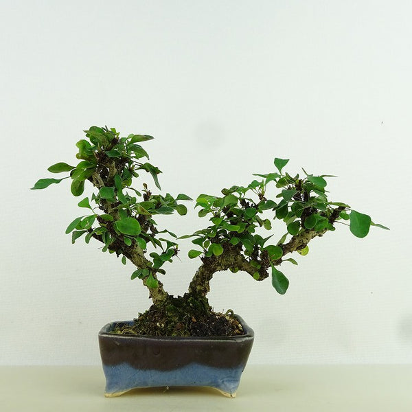 盆栽 目木 樹高 約10cm めぎ Berberis thunbergii メギ メギ科 落葉樹 観賞用 小品 k1198410031