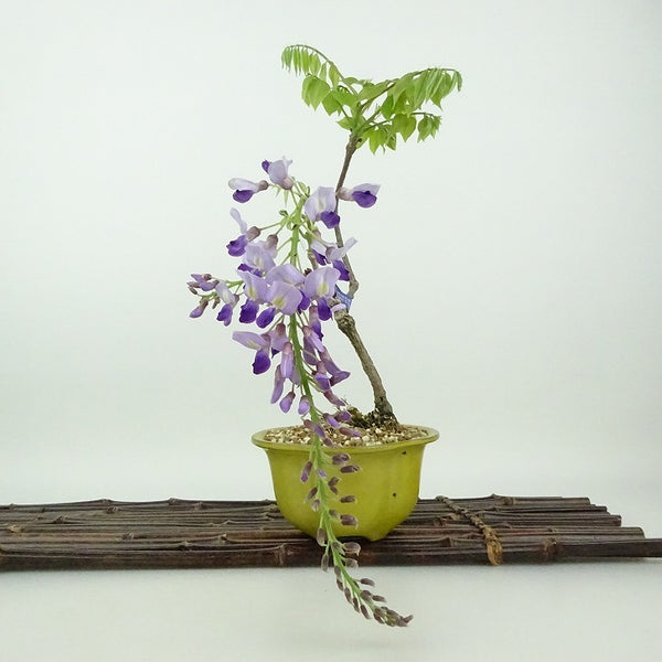 盆栽 藤 樹高 約24cm ふじ Wisteria floribunda フジ ムラサキ 紫 つる性 マメ科 フジ属 落葉樹 観賞用 d1198424672