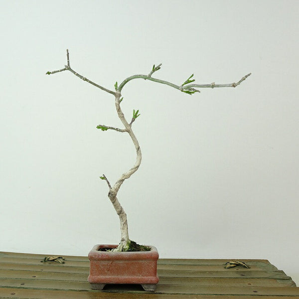 盆栽 真弓 樹高 約14cm まゆみ Euonymus sieboldianus マユミ ニシキギ科 落葉広葉樹 観賞用 小品 c1198408824