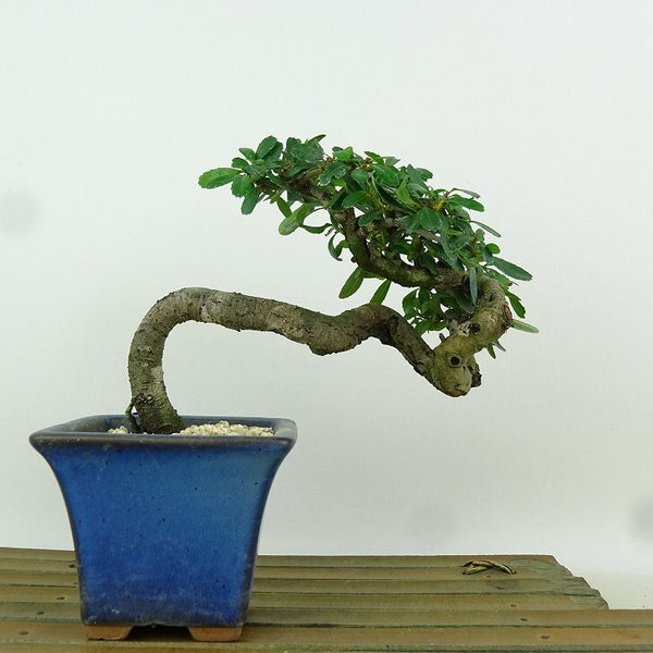 盆栽 ピラカンサ 樹高 約11cm Pyracantha バラ科 常緑樹 観賞用 小品 e1198414559