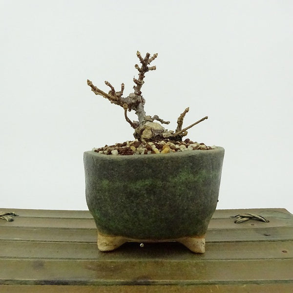 盆栽 糊空木 樹高 約7cm のりうつぎ Hydrangea paniculata ノリウツギ アジサイ科 アジサイ属 落葉樹 観賞用 小品 e1198415819