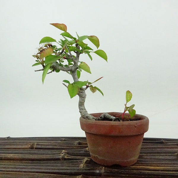 盆栽 梨 小梨 樹高 約12cm なし Pyrus pyrifolia ナシ コナシ 小梨 豆梨 バラ科 ナシ属 落葉樹 落葉樹 観賞用 小品 m1198405087