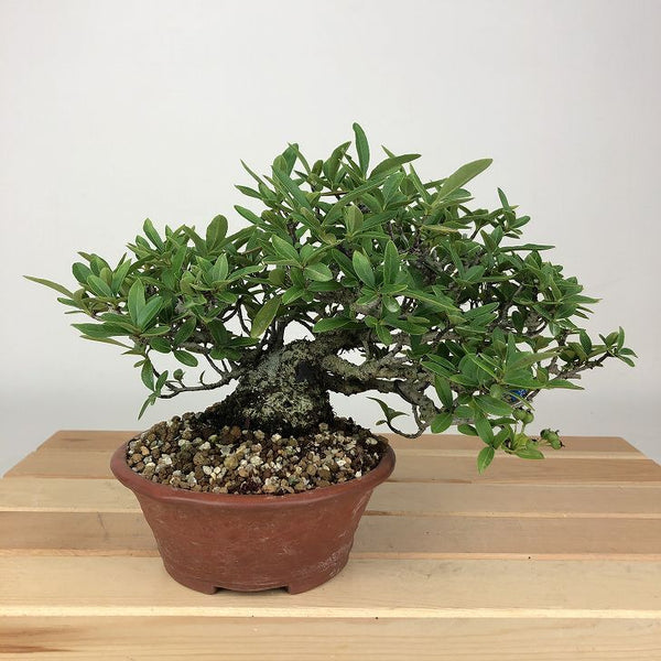 盆栽 ピラカンサ 樹高 約14cm Pyracantha バラ科 常緑樹 観賞用 小品 r1198403784