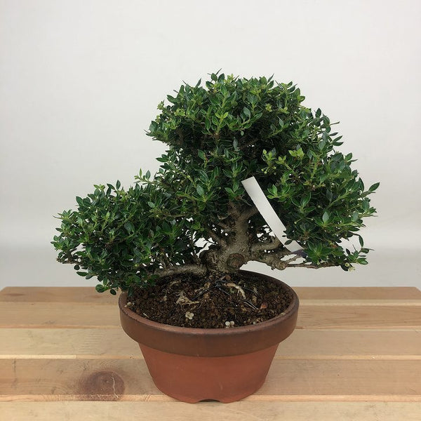 盆栽 黄楊 姫ツゲ 樹高 約13cm つげ Buxus microphylla var. japonica ツゲ 柘植 ツゲ科 常緑樹 観賞用 小品 w1198407389