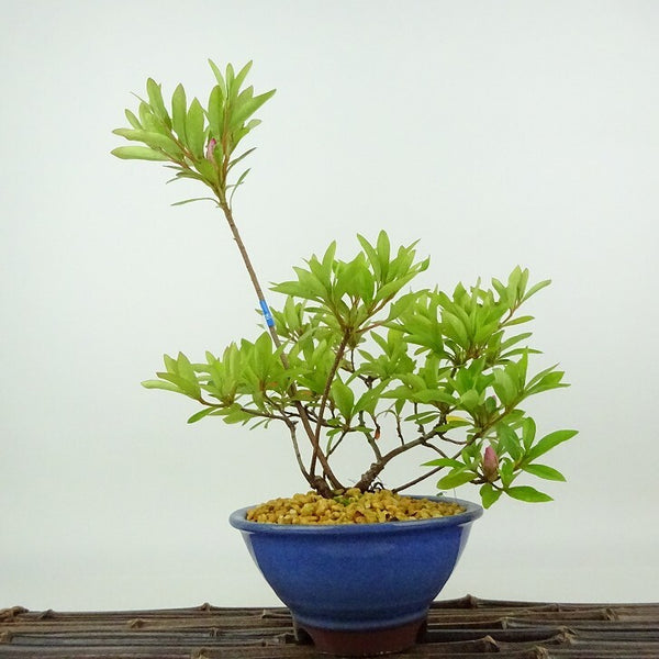 盆栽 皐月 聖代 樹高 約24cm さつき Rhododendron indicum サツキ ツツジ科 常緑樹 観賞用 h1198426712