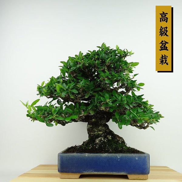 盆栽 ピラカンサ 樹高 約26cm 高級盆栽 Pyracantha バラ科 常緑樹 観賞用 f1198414506