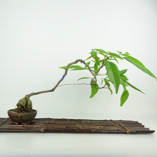 盆栽 藤 台湾サッコウフジ 樹高 約24cm Millettiareticulata ふじ つる性 マメ科 ナツフジ属 落葉樹 観賞用 t1198405143