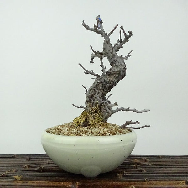 盆栽 梅 長寿梅 樹高 約18cm ちょうじゅばい チョウジュバイ ２号 2号性 バラ科 ボケ属 落葉樹 観賞用 小品 b1198422268