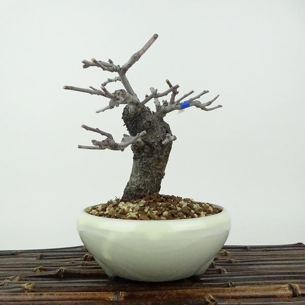 盆栽 梅 長寿梅 樹高 約12cm ちょうじゅばい チョウジュバイ ２号 2号性 バラ科 ボケ属 落葉樹 観賞用 小品 v1198435836